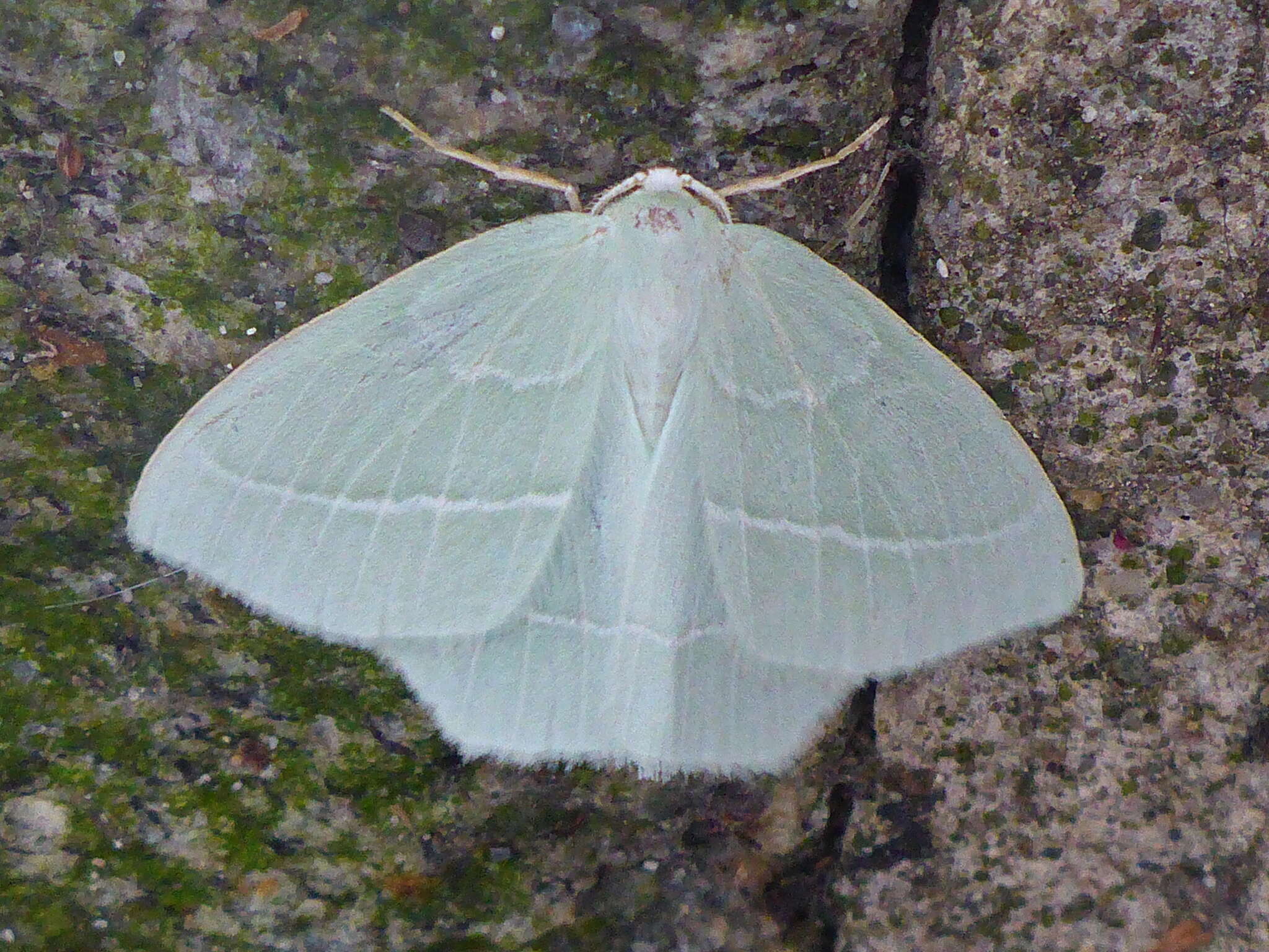 Image of small emerald moth