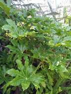 صورة Fatsia