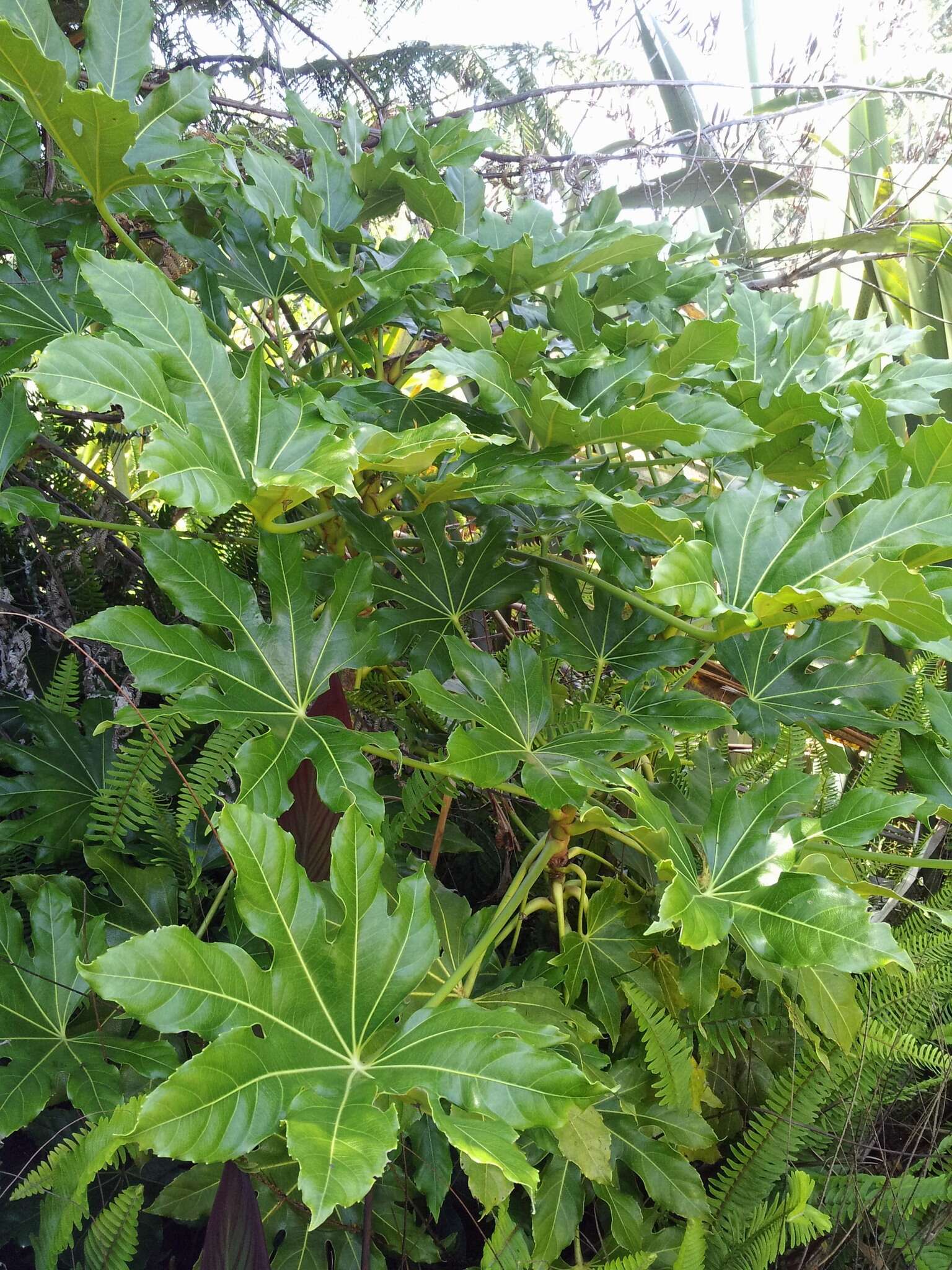 صورة Fatsia