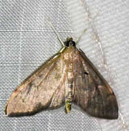 Image of <i>Anania mysippusalis</i>