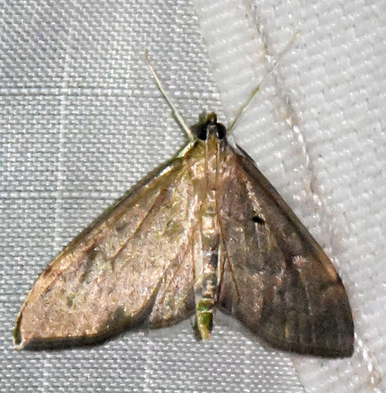 Image of <i>Anania mysippusalis</i>