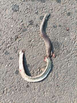 Image of Whitaker’s sand boa