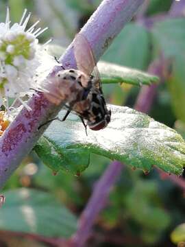 Image of House fly