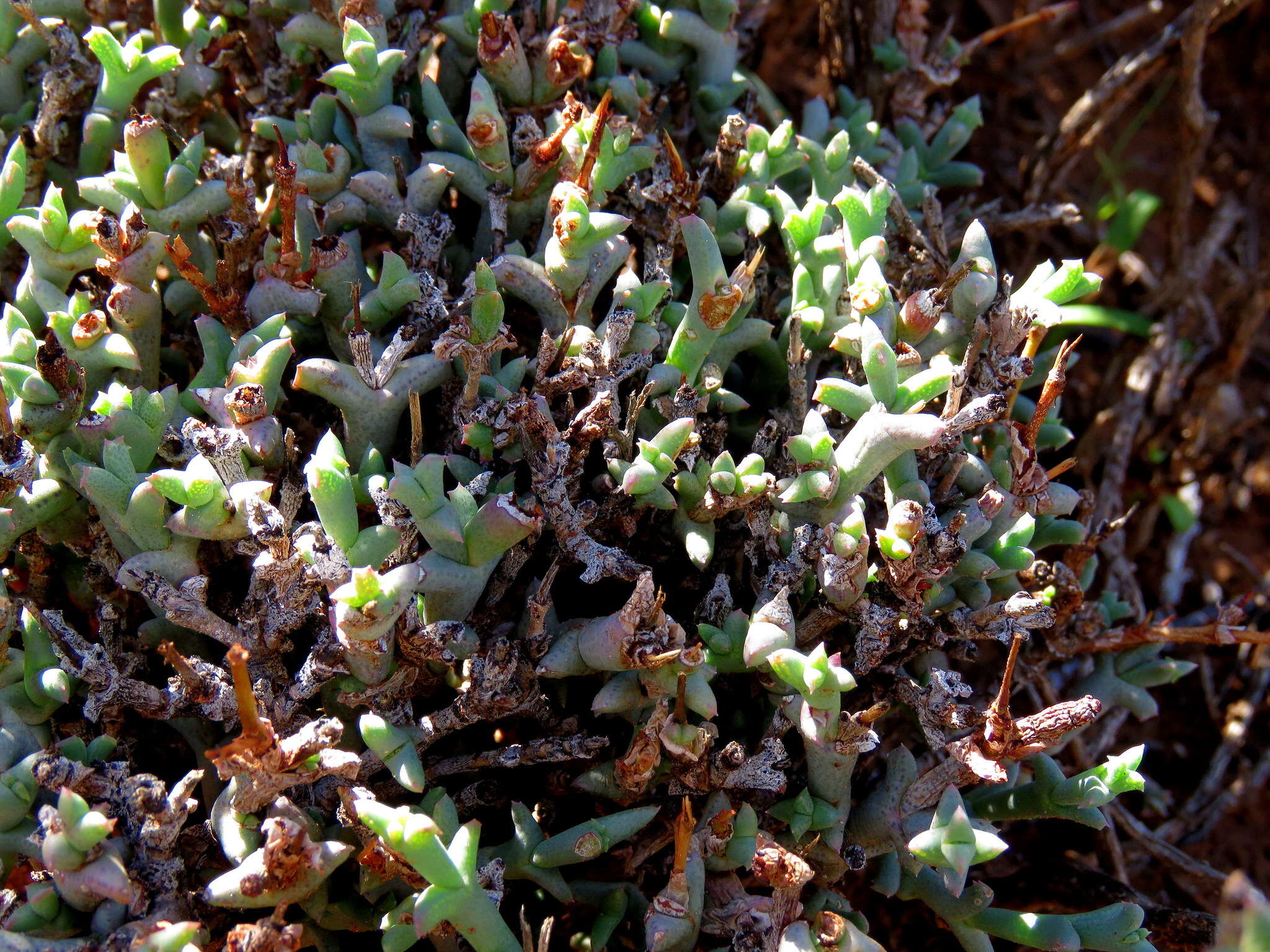 Image of Ruschia beaufortensis L. Bol.