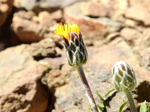 Image of Hypochaeris tenuifolia (Hook. & Arn.) Griseb.