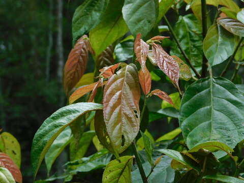 Слика од Oreocnide rubescens (Bl.) Miq.