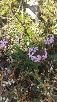 Image of sticky catchfly