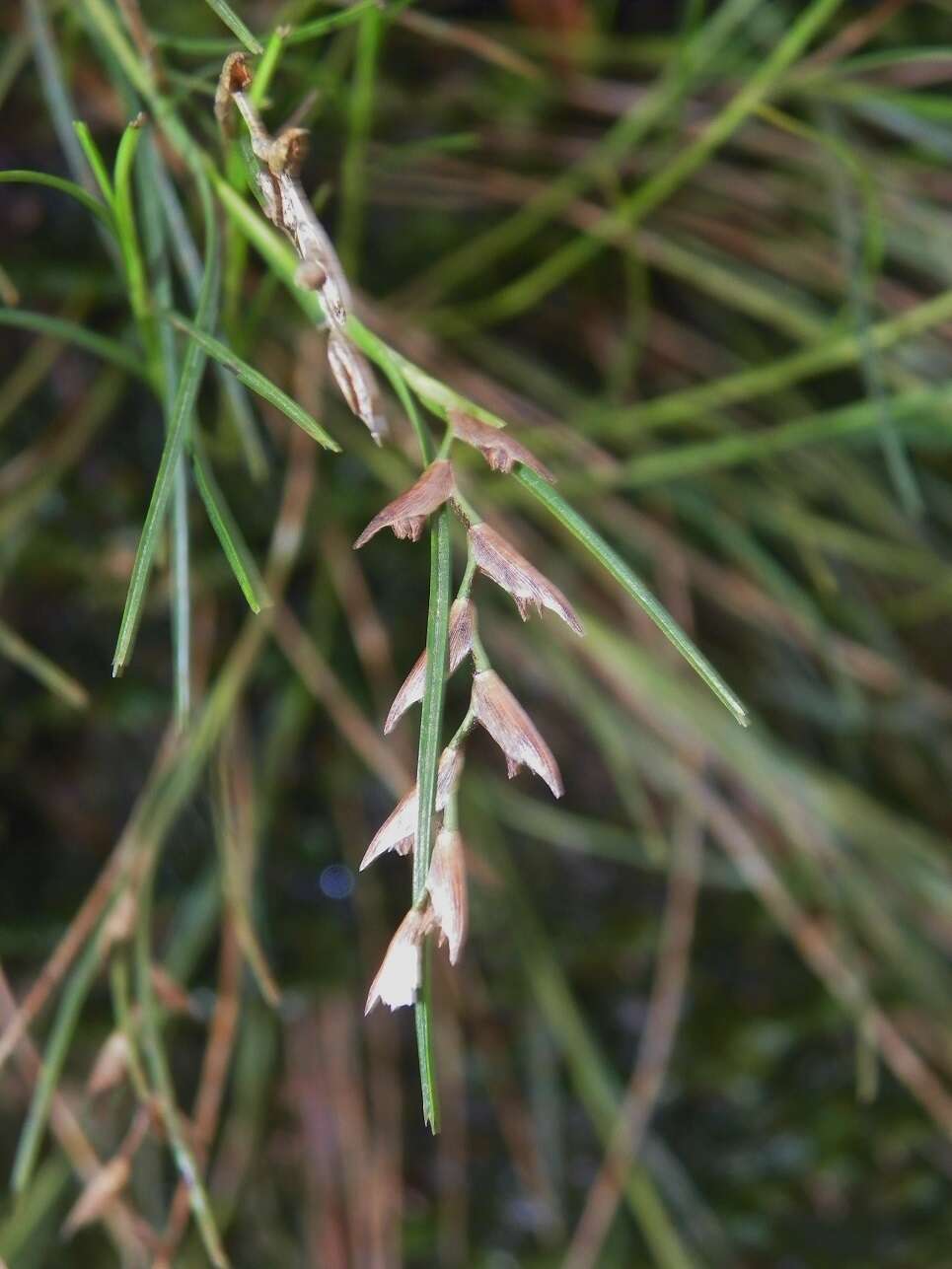 Image of Elleanthus graminifolius (Barb. Rodr.) Løjtnant