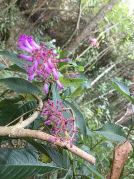 Image de Palicourea angustifolia Kunth