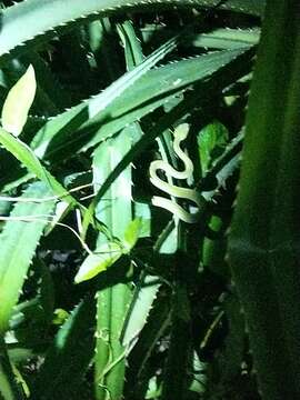 Image of Chen’s Bamboo pitviper