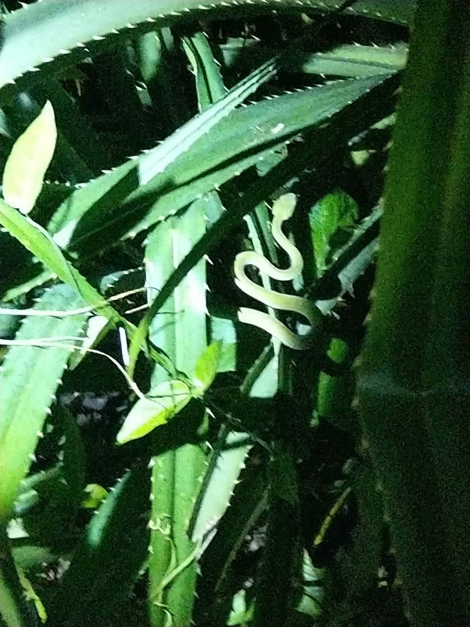 Image de Trimeresurus stejnegeri K. P. Schmidt 1925