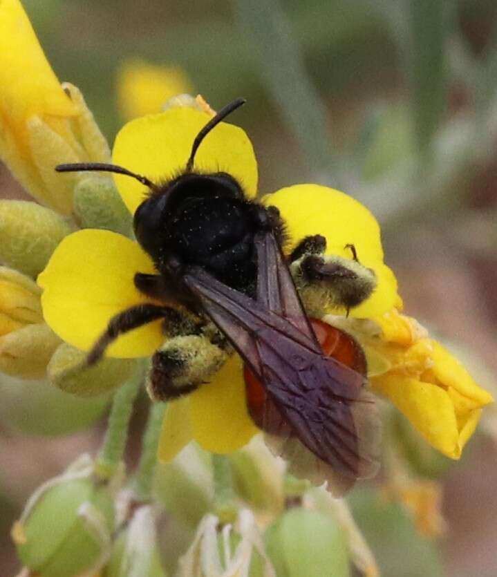 Image of Andrena prima Casad 1896