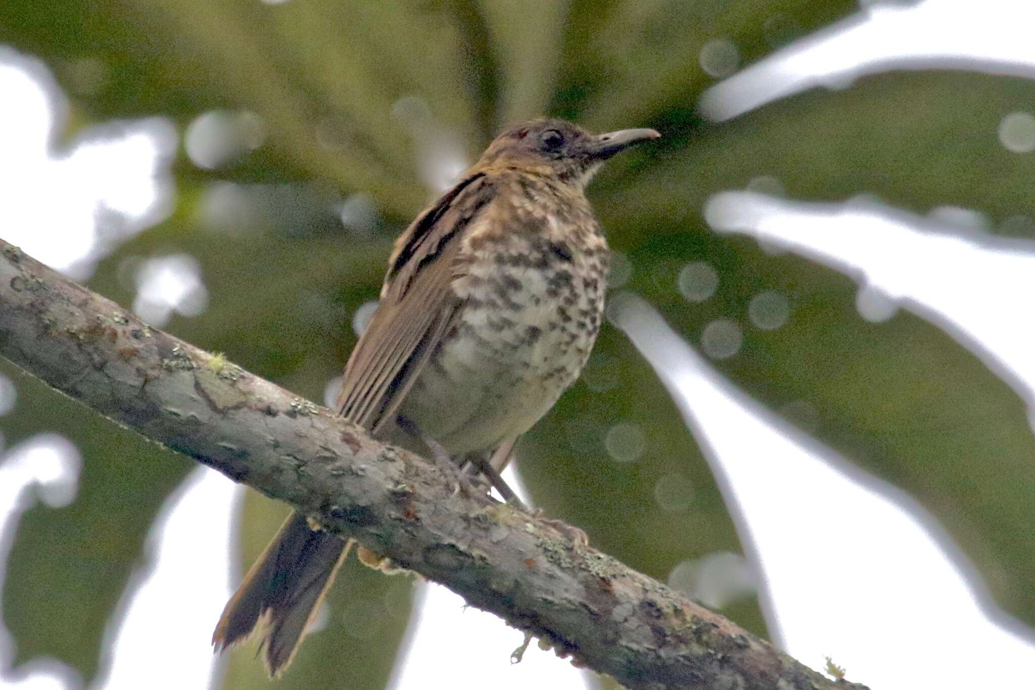 Image of Maranon Thrush