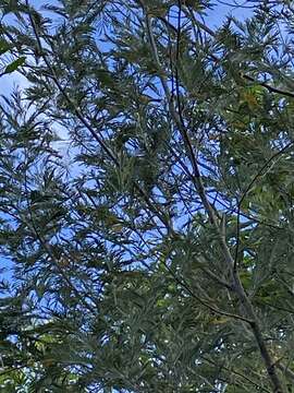 Image of Western Spinebill