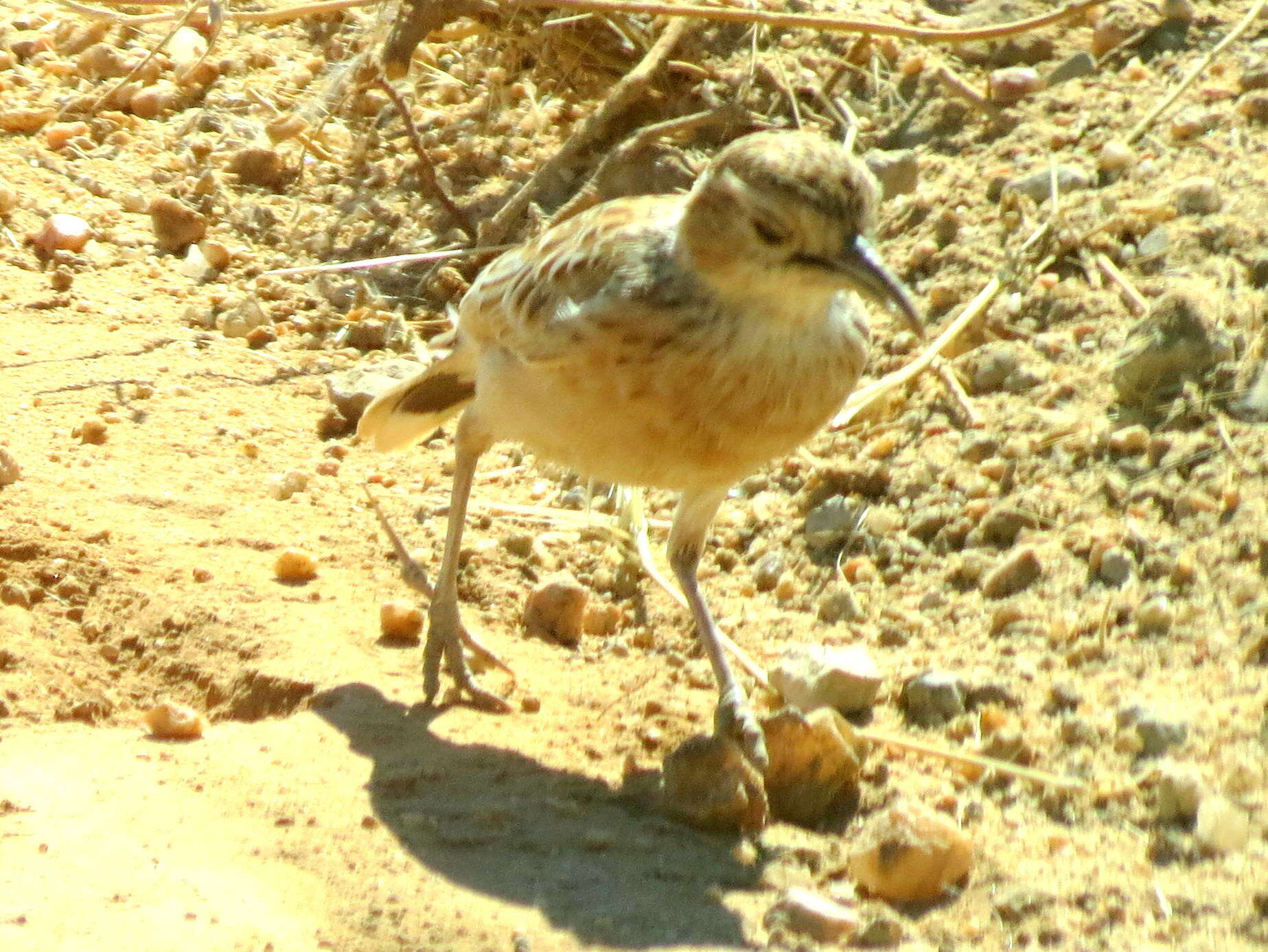 Imagem de Chersomanes albofasciata arenaria (Reichenow 1904)