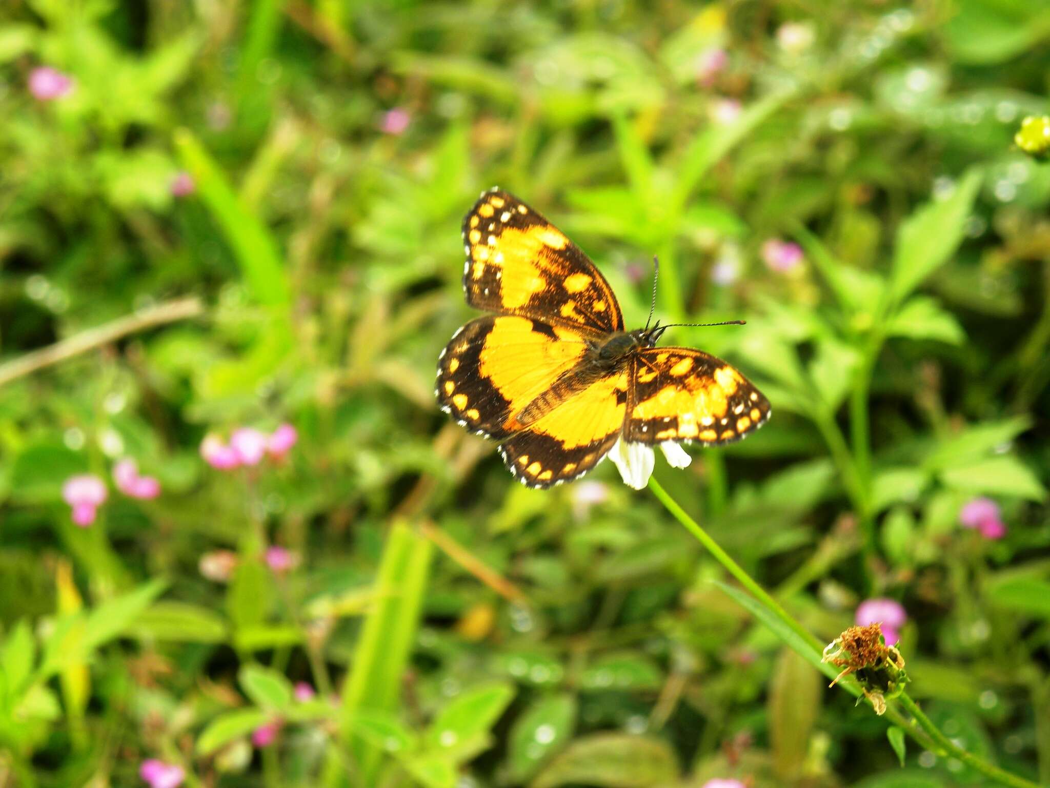 Sivun Chlosyne lacinia saundersi Doubleday (1847) kuva