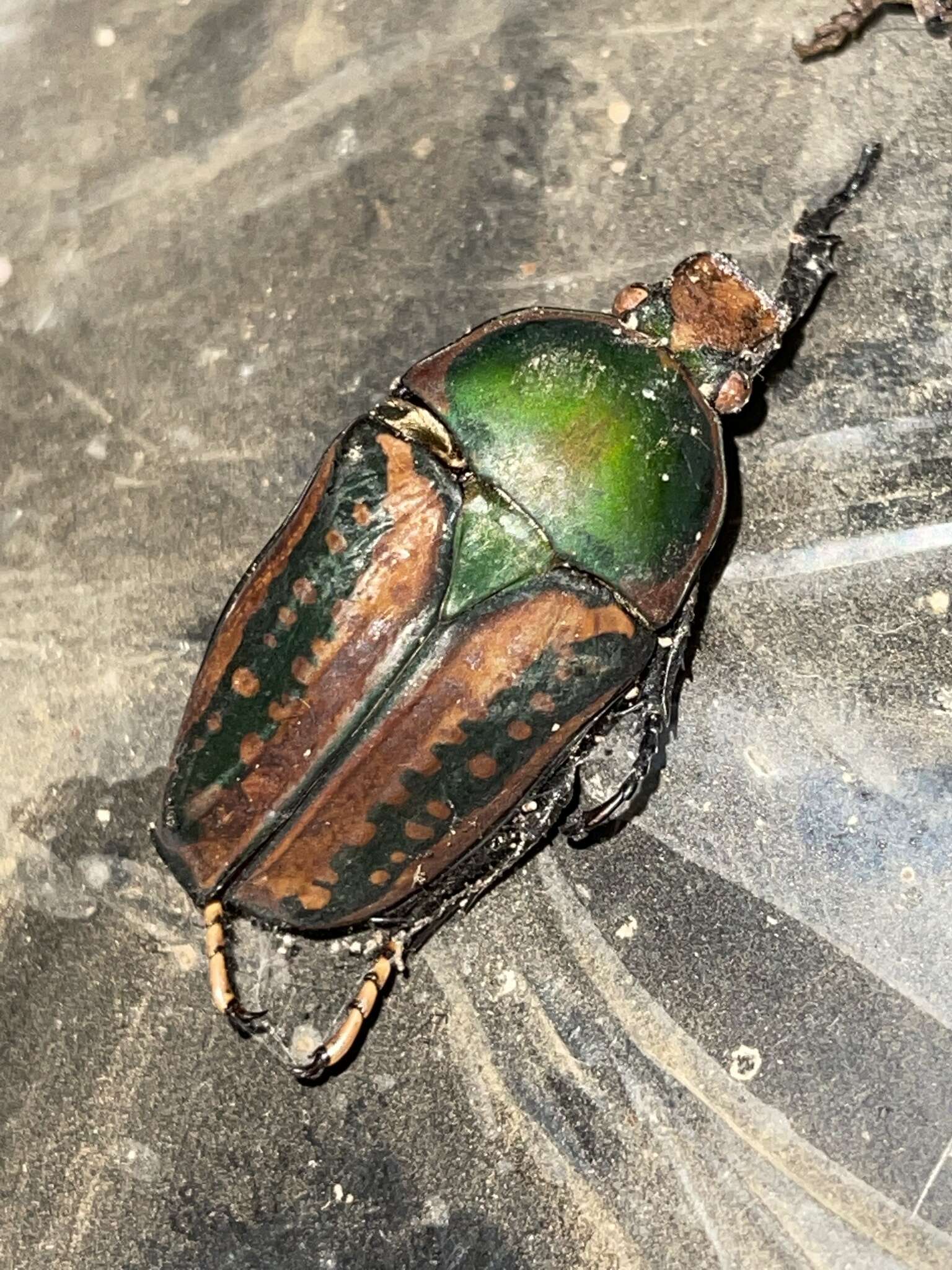 Image of Mecynorhina (Megalorhina) harrisii (Westwood 1847)