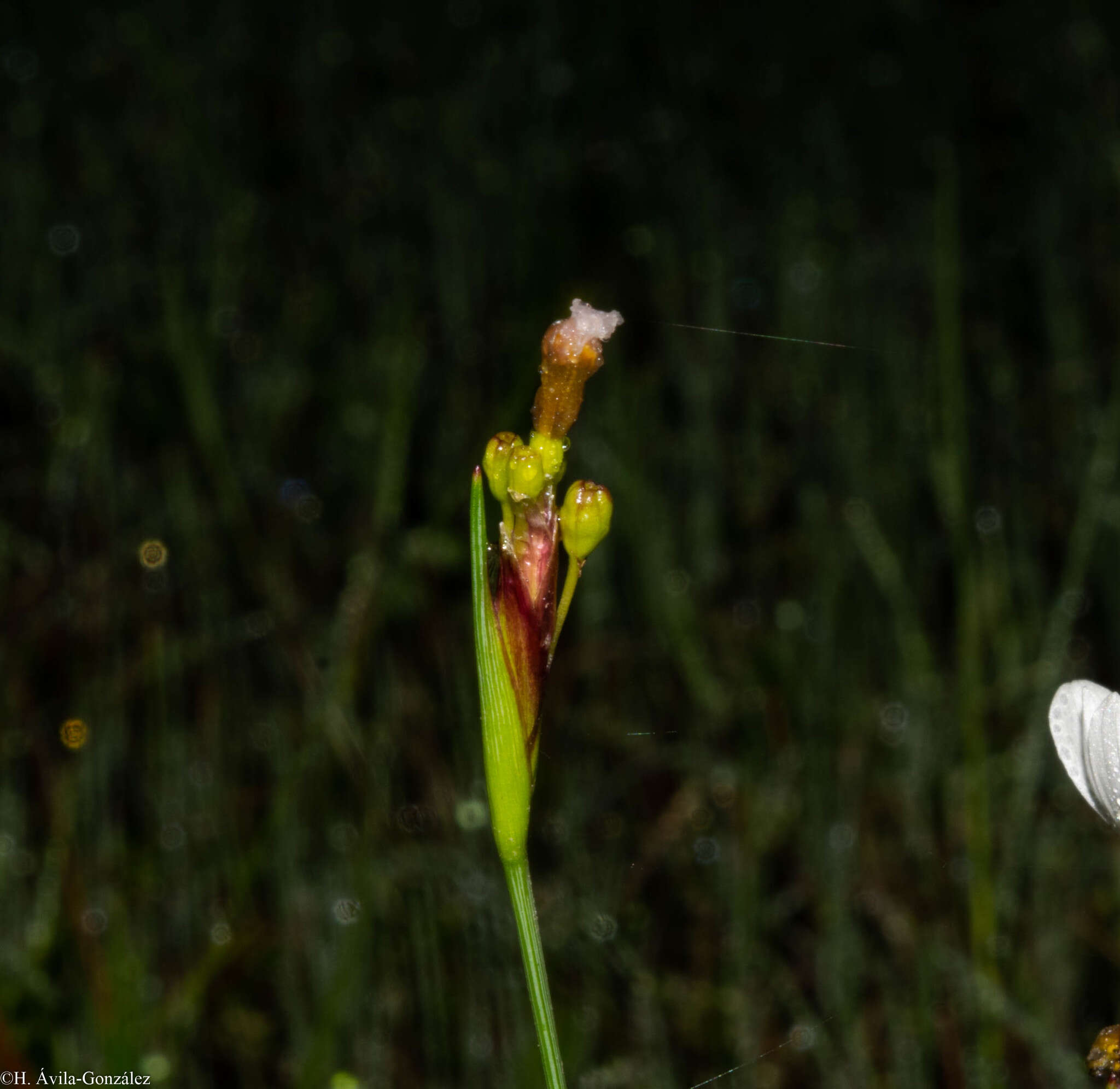 Sisyrinchium cholewae Espejo, López-Ferr. & Ceja resmi