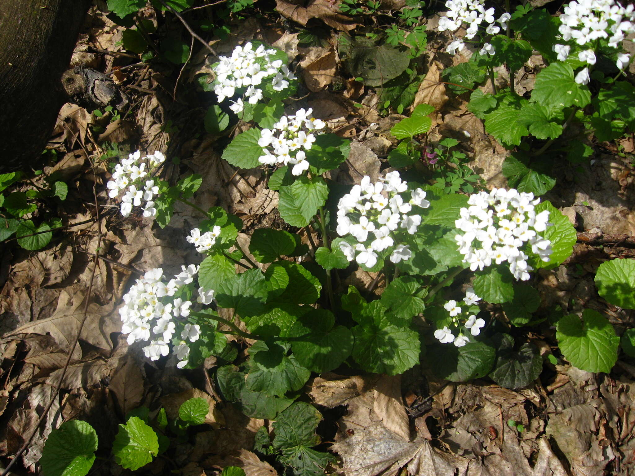 Imagem de Pachyphragma macrophyllum (Hoffm.) N. Busch