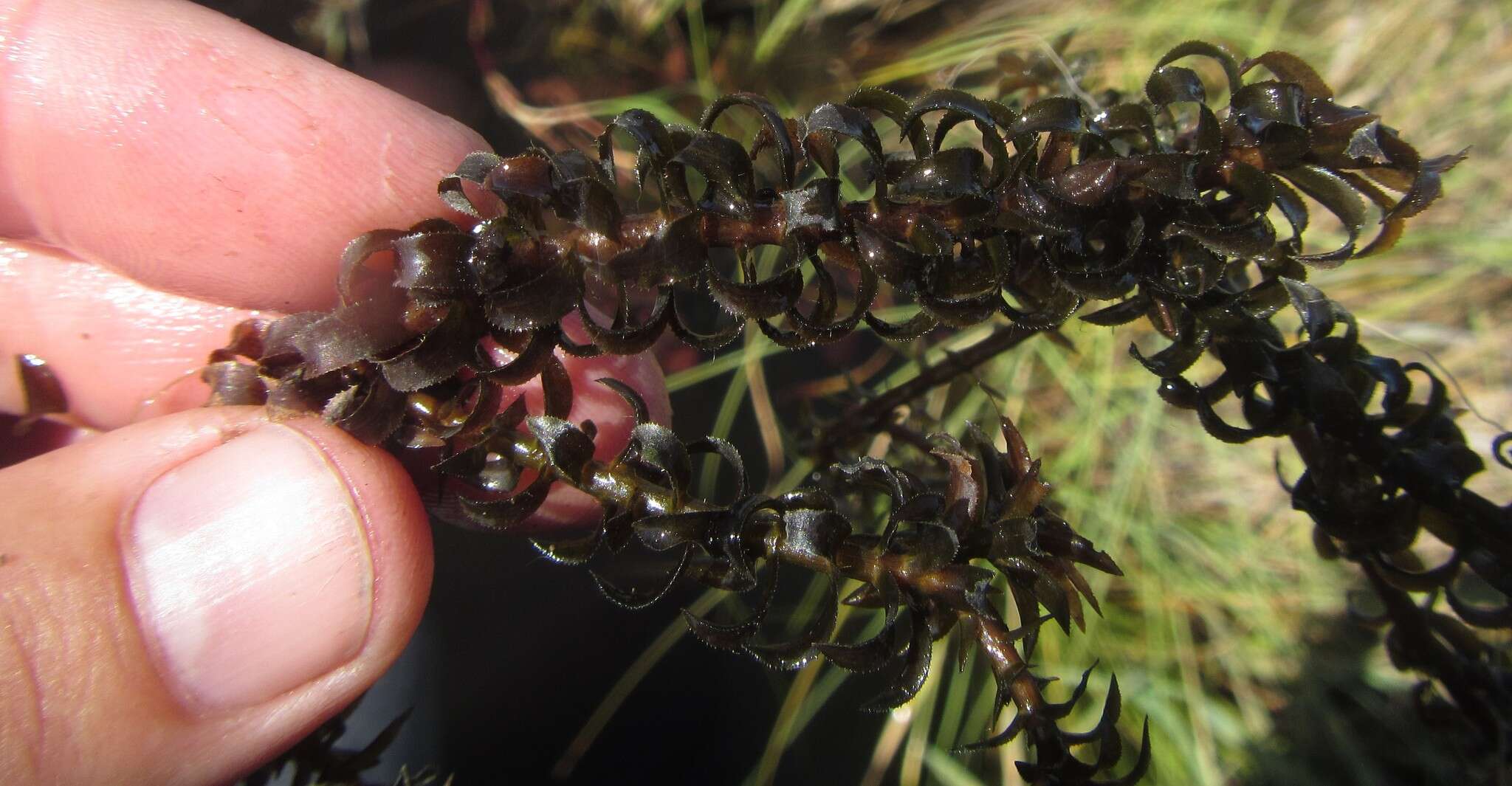 Слика од Lagarosiphon ilicifolius Oberm.