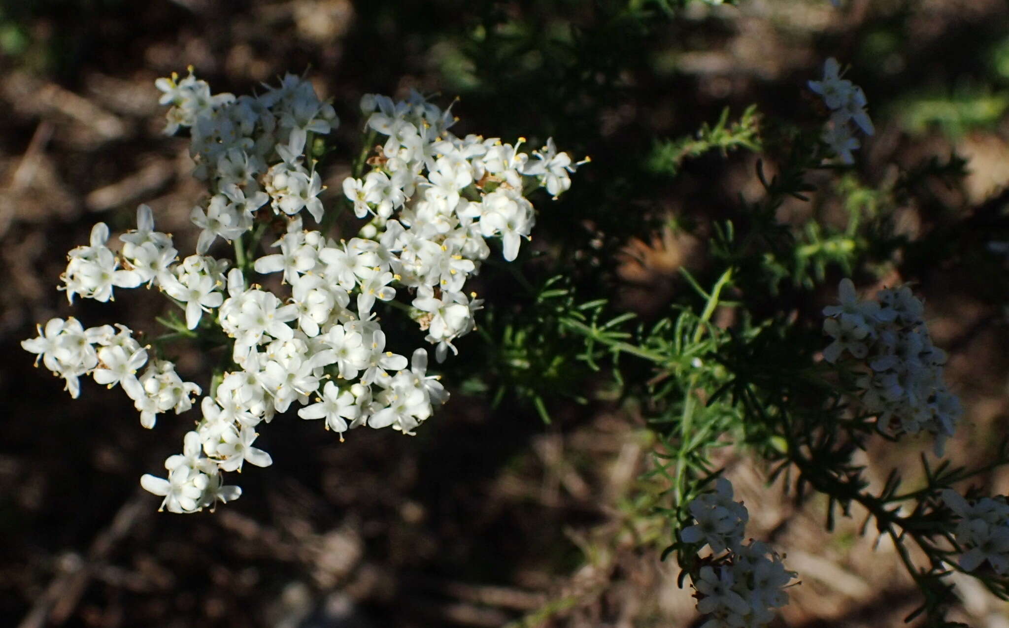 Image of Selago glomerata Thunb.