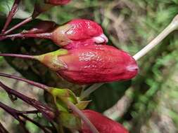 Imagem de Clerodendrum longiflorum Decne.