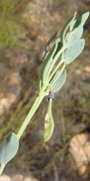 Image of Rafnia rostrata subsp. pluriflora