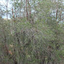 Image of Catalina ironwood