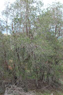 Image of Catalina ironwood