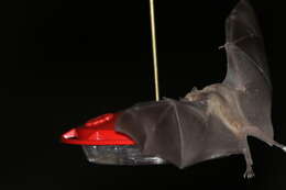 Image of Lesser Long-nosed Bat