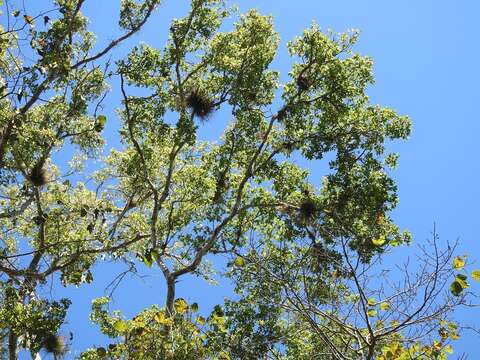 Image of Ulmus ismaelis C. A. Todzia & J. L. Panero