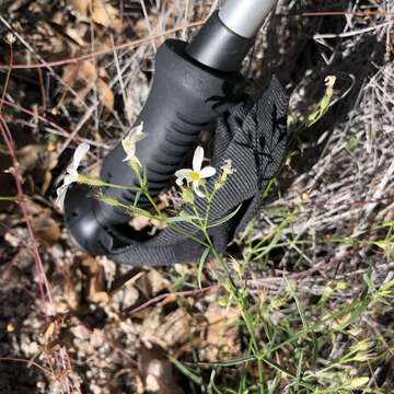 Image of Santa Catalina Mountain phlox