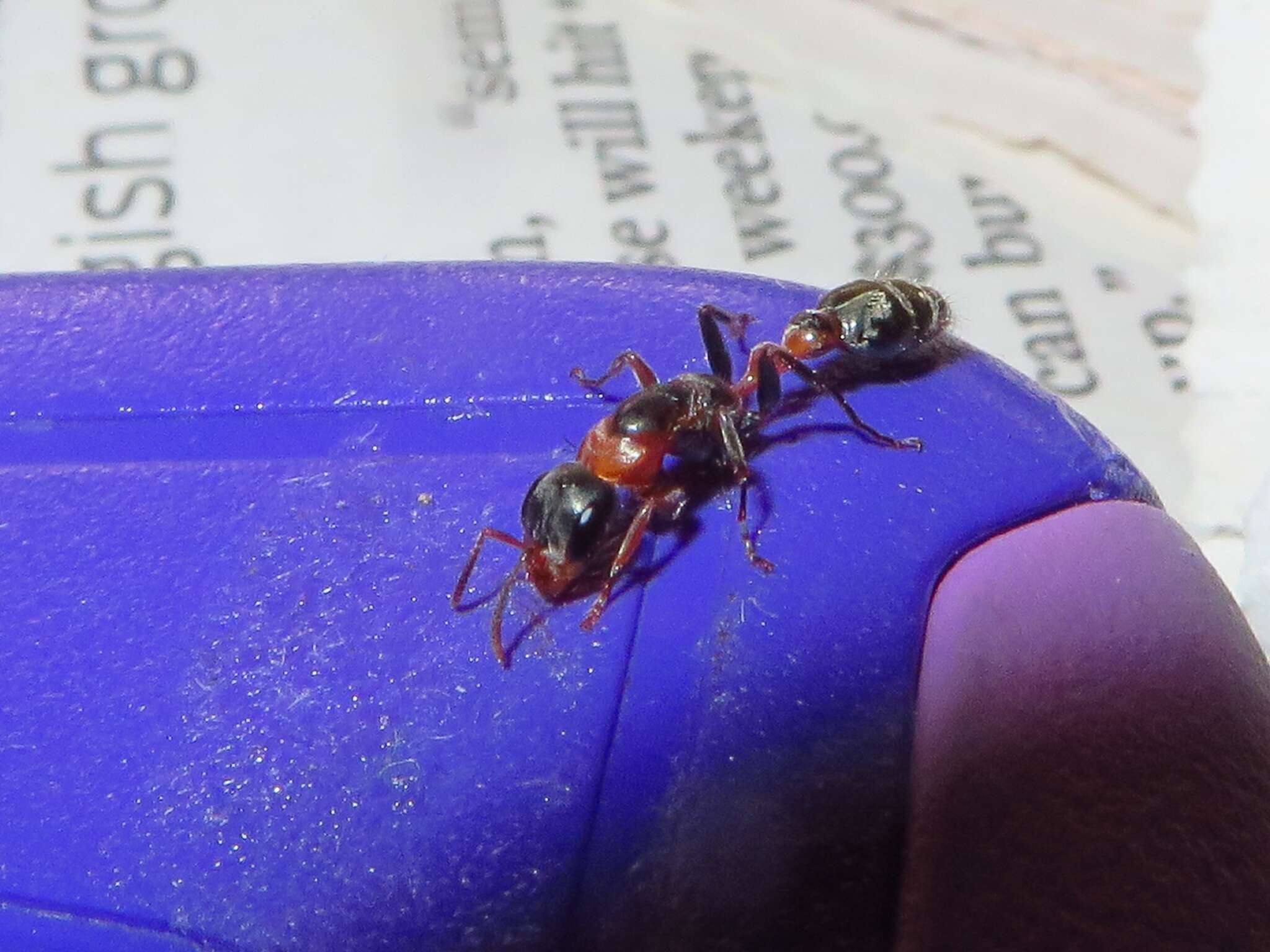 Image of Elongate Twig Ant