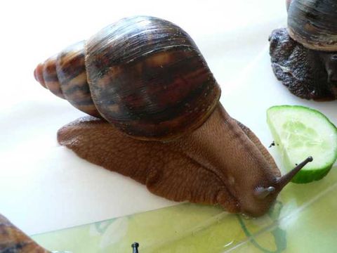 Image of <i>Archachatina marginata</i>