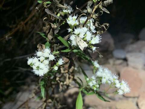 Image of Santa Rita snakeroot