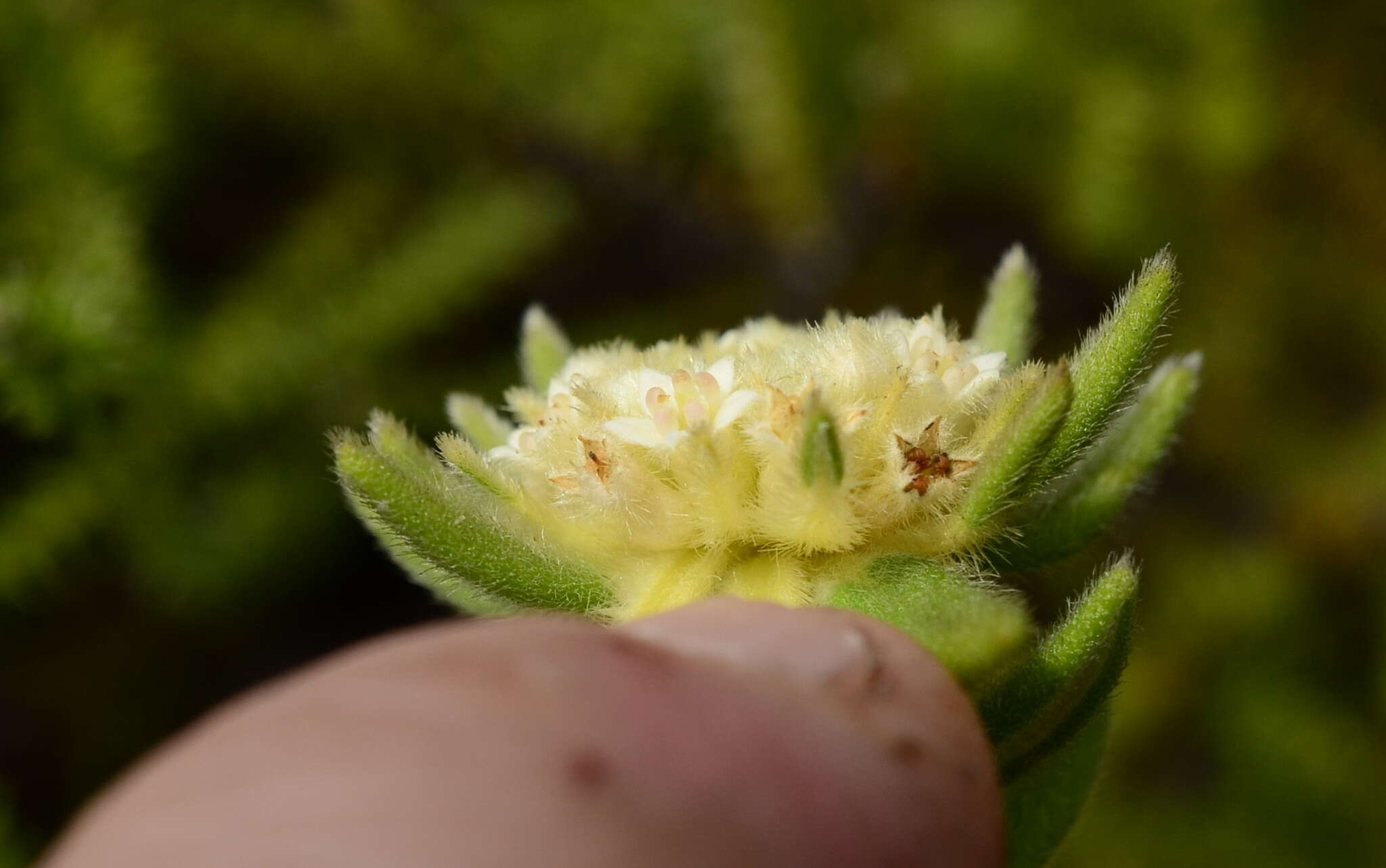 Image of Phylica dioica L.