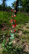 صورة Penstemon murrayanus Hook.