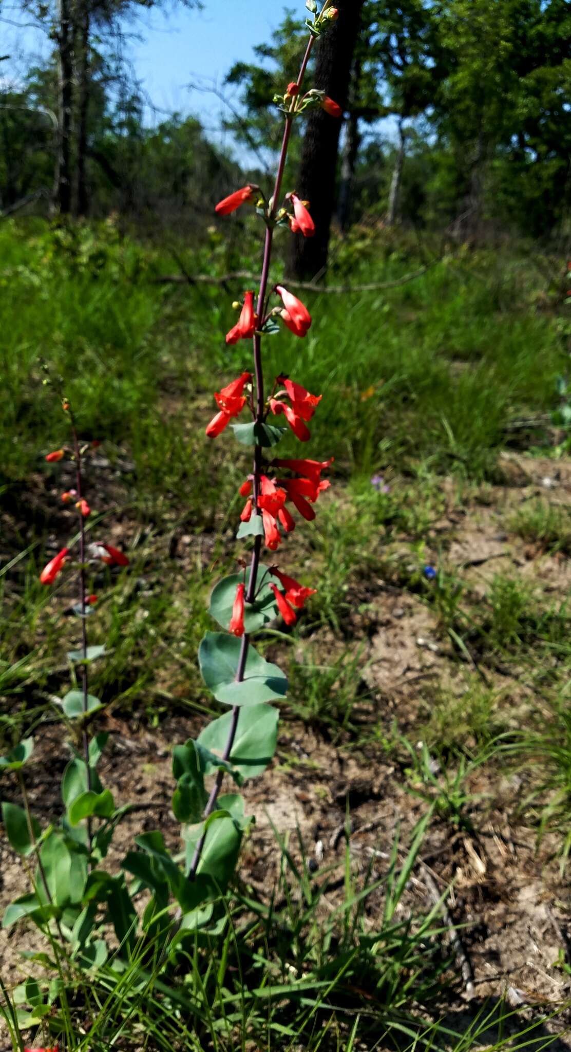 صورة Penstemon murrayanus Hook.