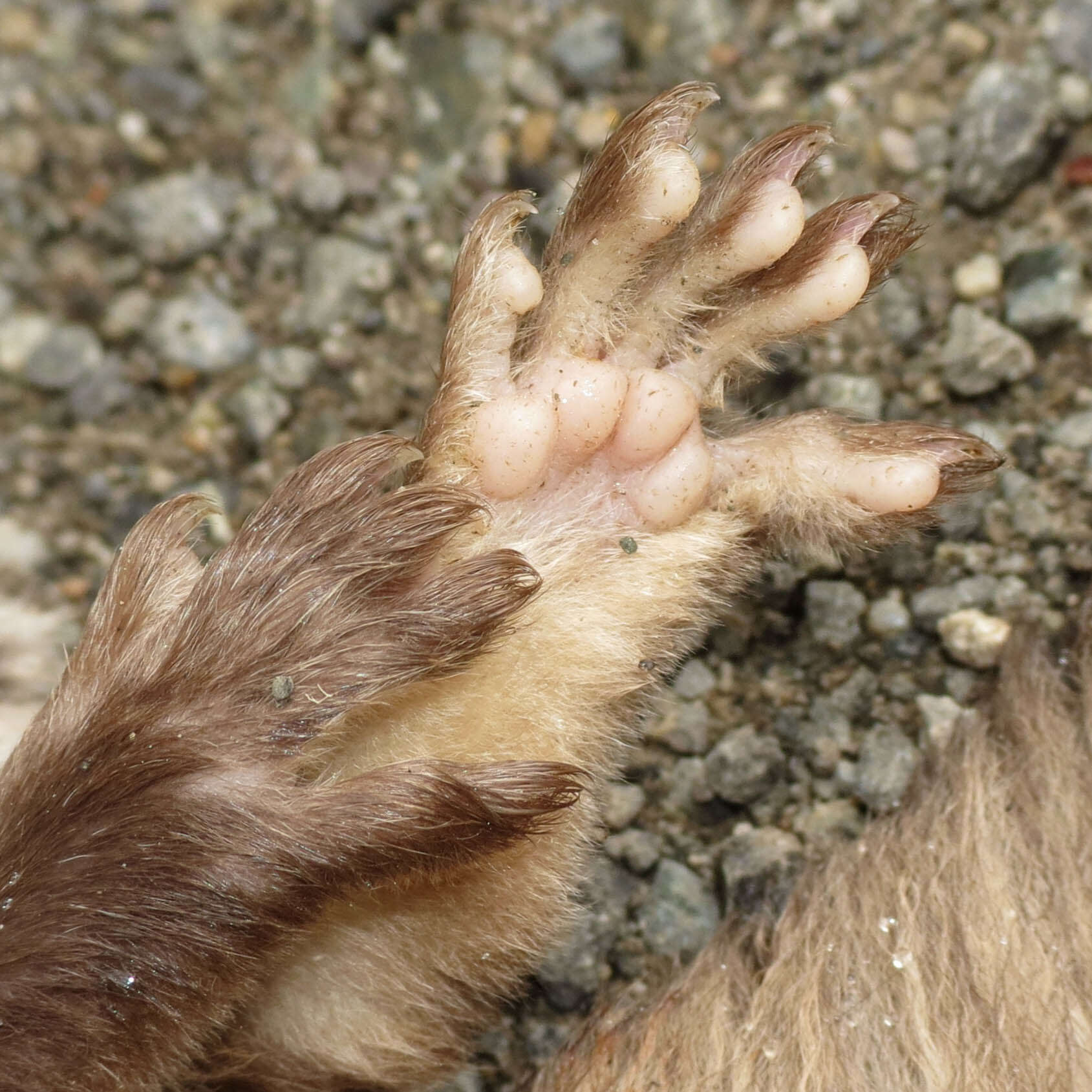 Image of American Flying Squirrels