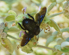 Imagem de Xylocopa violacea (Linnaeus 1758)