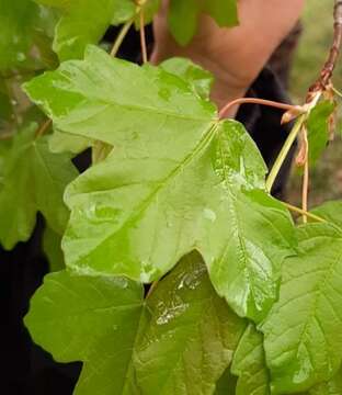 Image of Acer monspessulanum subsp. martinii (Jordan) P. Fourn.