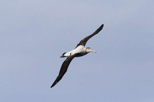 Image of Wandering albatross