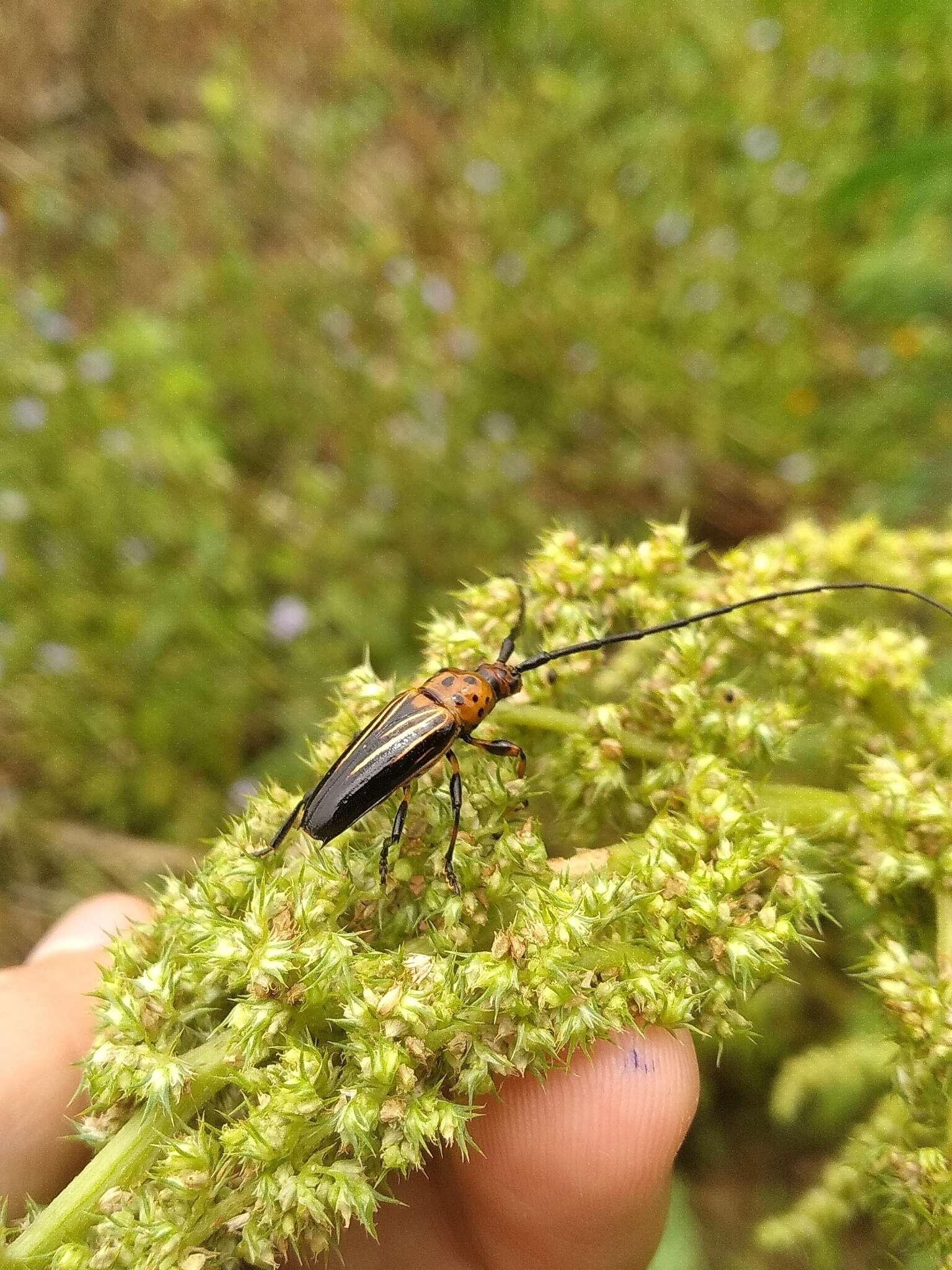 Imagem de Oxymerus aculeatus Dupont 1838