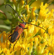 Imagem de Crossidius coralinus (Le Conte 1862)