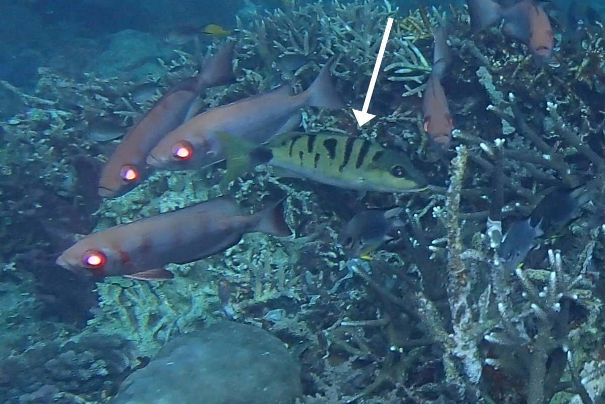 Image of Black-banded seaperch