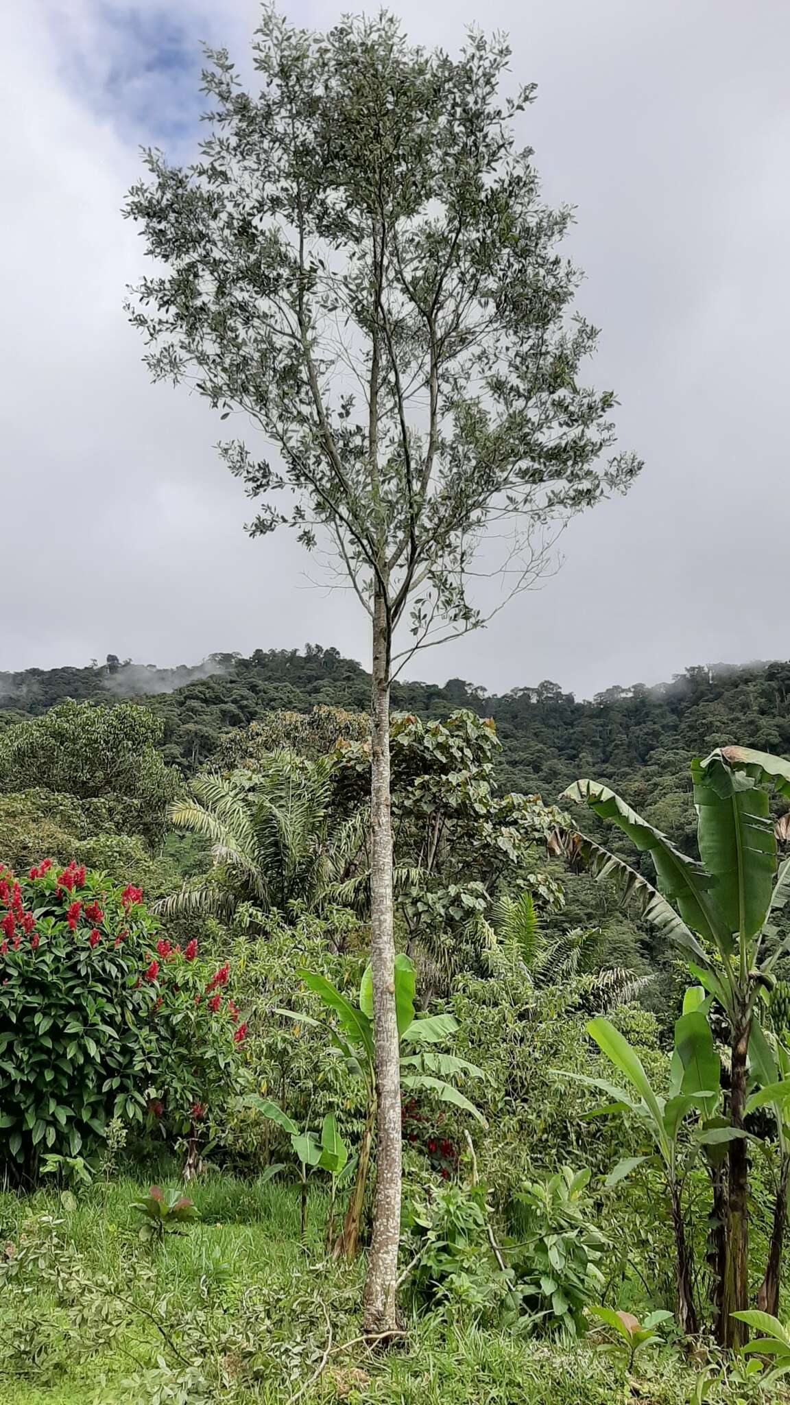 Plancia ëd Tessaria integrifolia Ruiz & Pav.