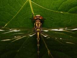 Image of Acrogomphus fraseri Laidlaw 1925