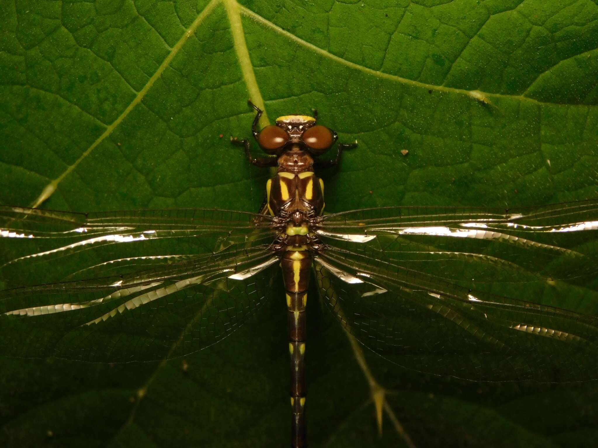 Image of Acrogomphus fraseri Laidlaw 1925