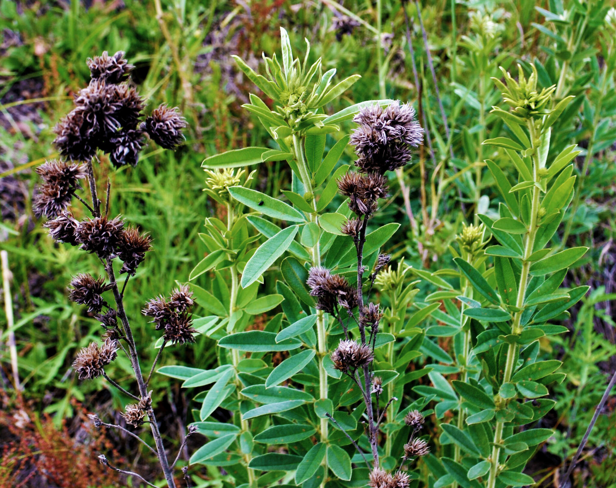 Image of roundhead lespedeza