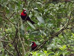 Image of Crimson-collared Tanager